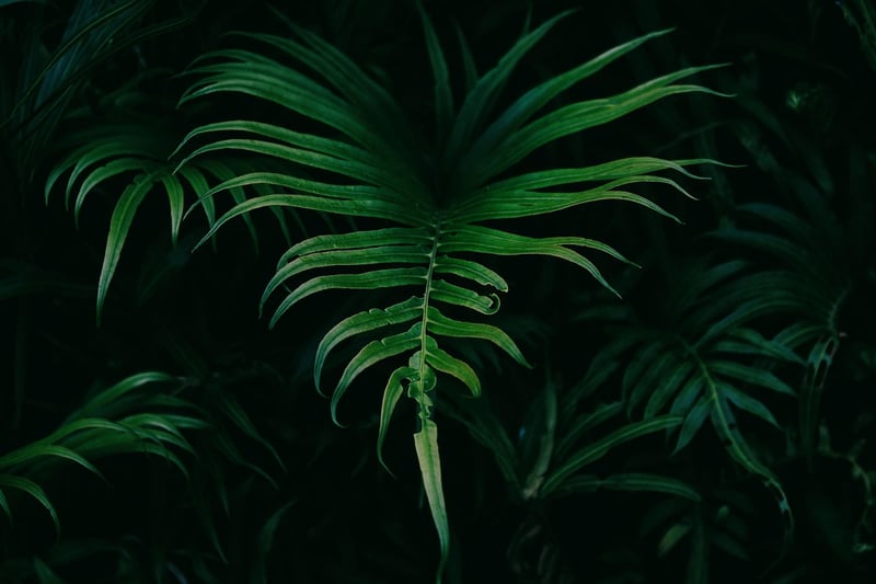 Foliage Plant