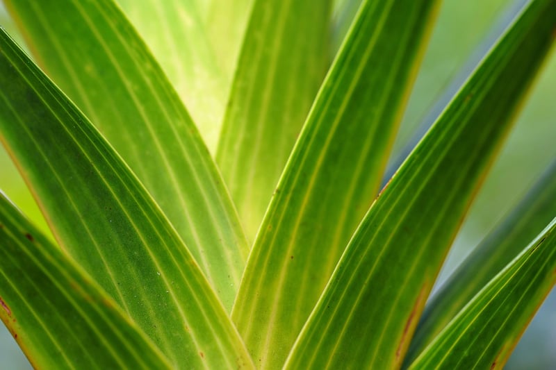 Green Foliage